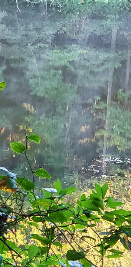 A shimmering shot of water and 
greenery, making me think of Claude Monet